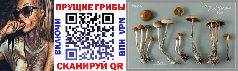 Галлюциногенные грибы Cubensis  Боготол 